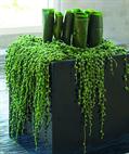 Senecio rowleyanus